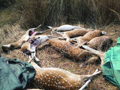 22 deer die of 'poisoning' in Bilaspur zoo