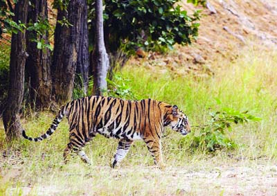Killer tigress on prowl in Ooty, people pray for its safety