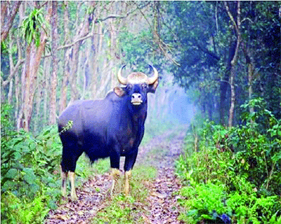 Eco zones for Sikkim wildlife sanctuaries soon