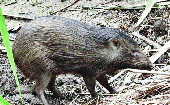 Rare wildlife species still existent in Assam's Manas National Park