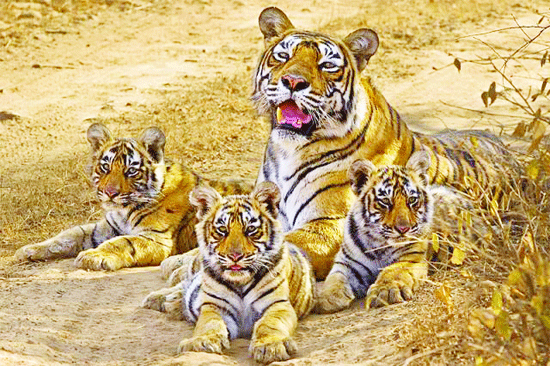 Will river-linking plan spell doom for Panna tiger reserve?