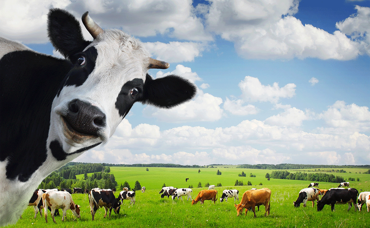 Happy cows give you more nutritious milk