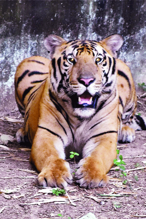 Saving the Indian tiger