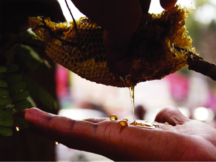Investing in honeybees for a sweet revolution
