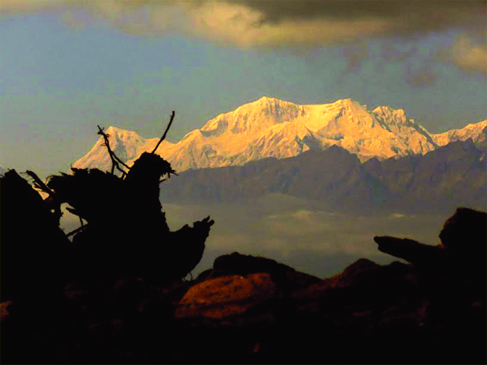 Temi: Sikkim's own tea story