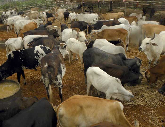 NSA, Gangster Act to be invoked against cow slaughter in UP