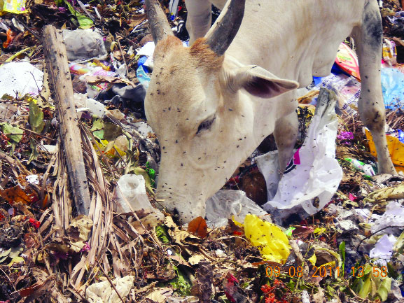 Save the choking cow