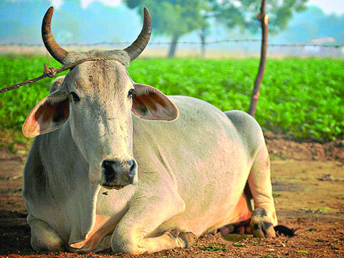 Cow urine for organic farming!
