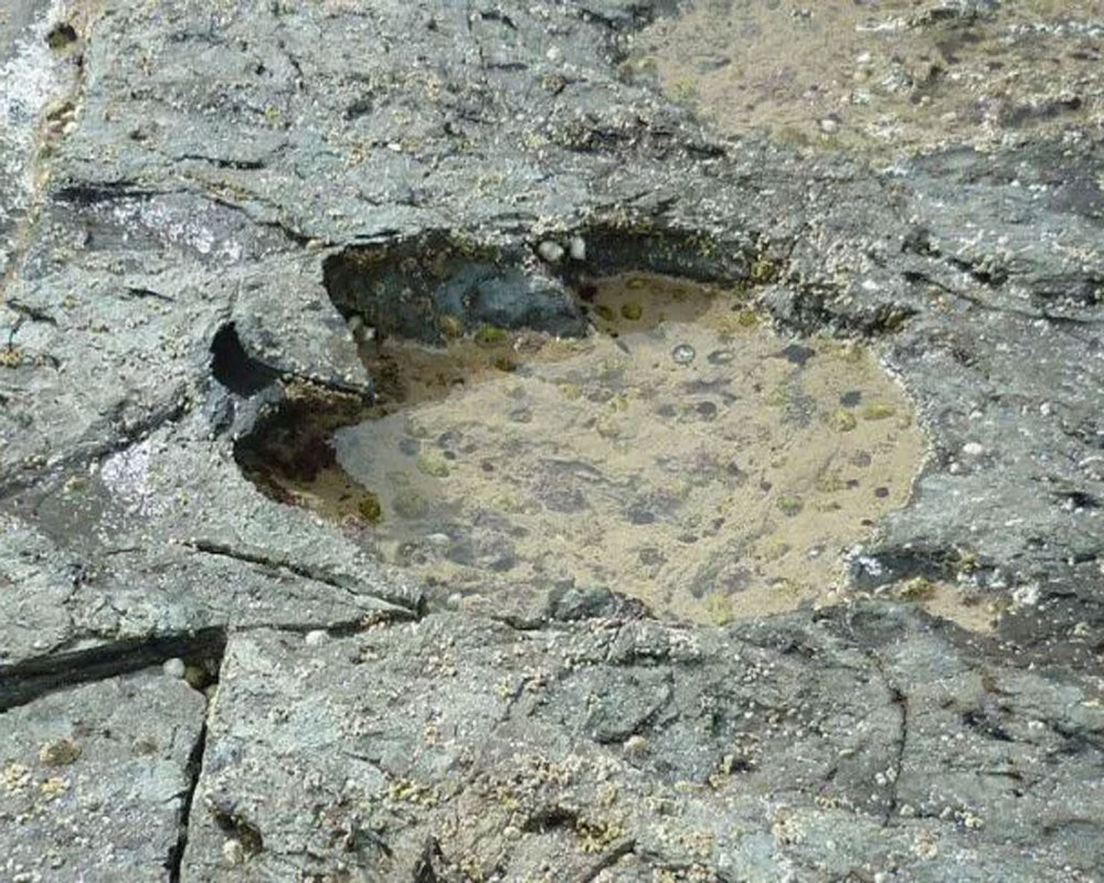 'Treasure trove' of 85 well-preserved dinosaur footprints discovered