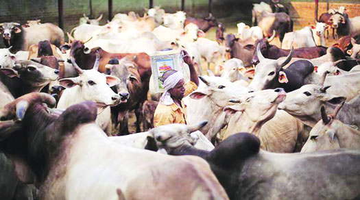 Cow protection: BJP doesn't walk the talk