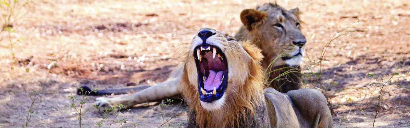 A home for the big cat