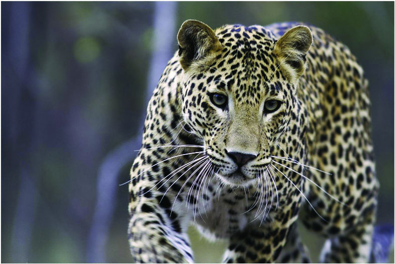 A peaceful living for the leopard