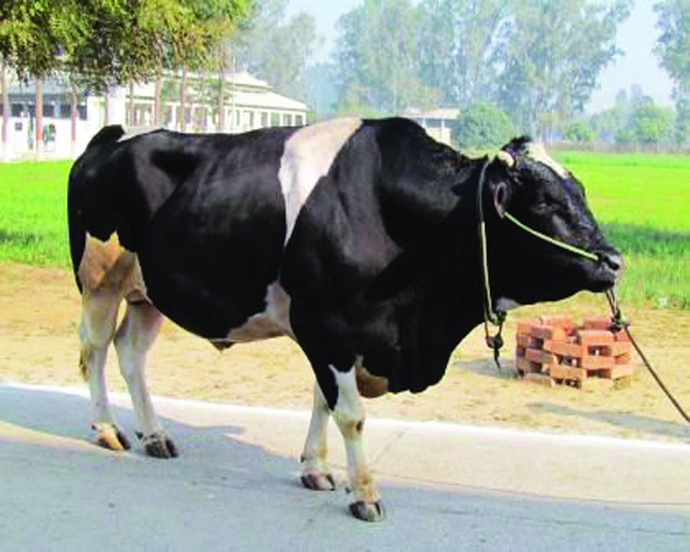 Army sells 16K imported cows at throwaway prices