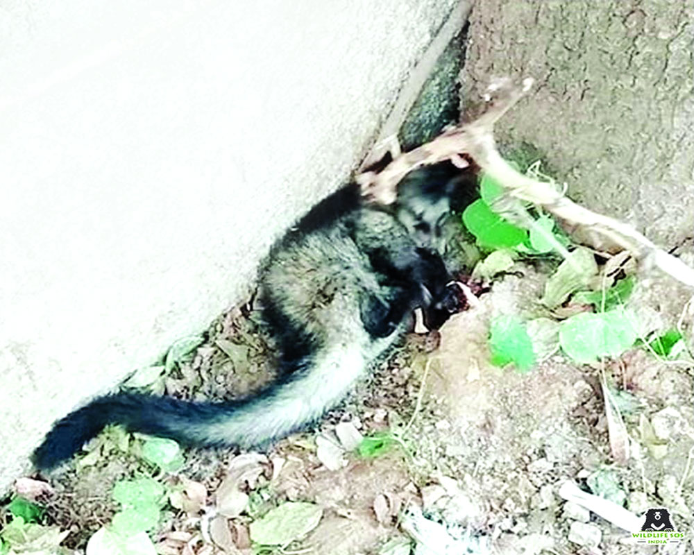 Asian Palm Civet rescued from dog's life