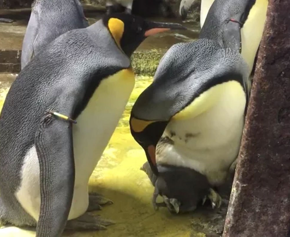 Gay Penguin Couple Steals Egg So They Can Start Their Own Family