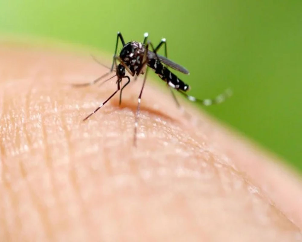 Dengue cases rise to 1,875 in Delhi