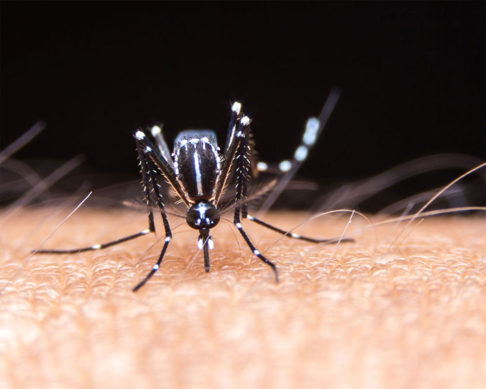 Fresh 285 dengue cases reported in October last week in Delhi