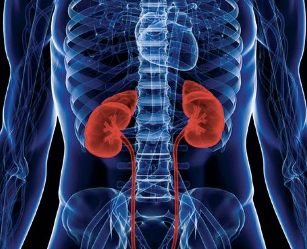 New virus behind kidney disease uncovered