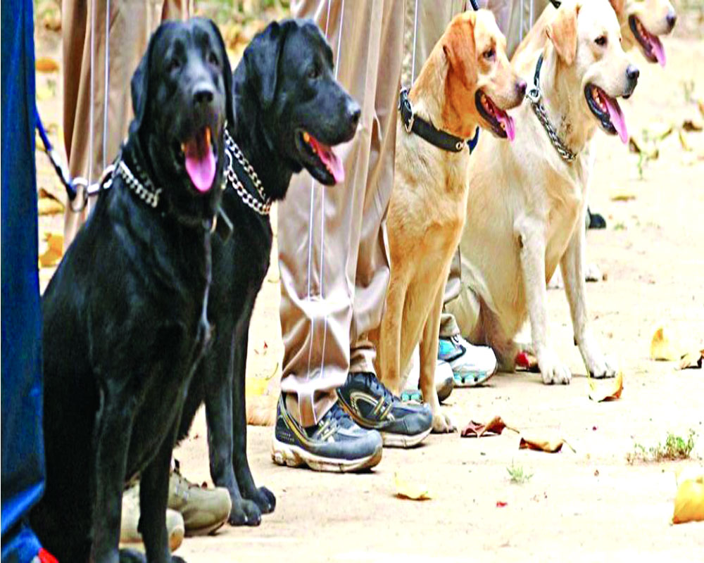 Nitish's sniffer dog squad to make Bihar dry