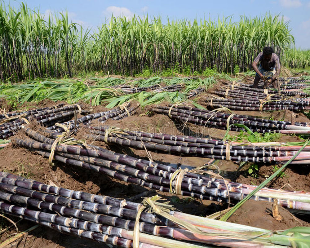Сахарный тростник. Экспорт сахарного тростника. Сбор сахарного тростника в Китае. Ферма сахарного тростника.