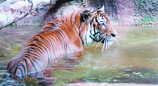 The tigerâ€™s tragedy