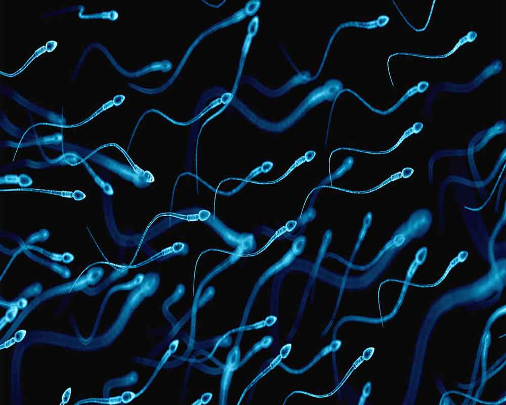 'How diet influences sperm motility decoded'