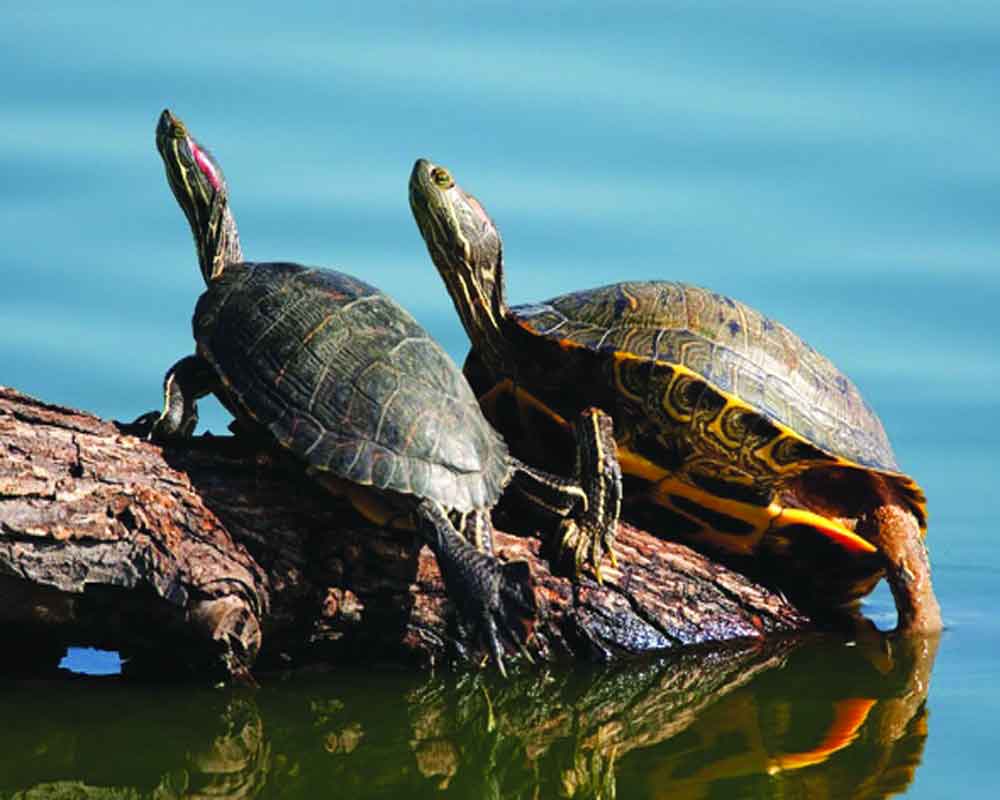 1L Indian turtles, tortoises illegally trafficked in 10 years