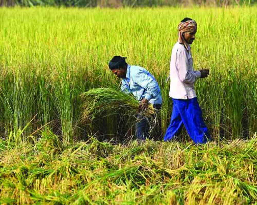 Alternative farm strategy