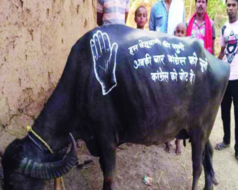 An election circus bereft of animals