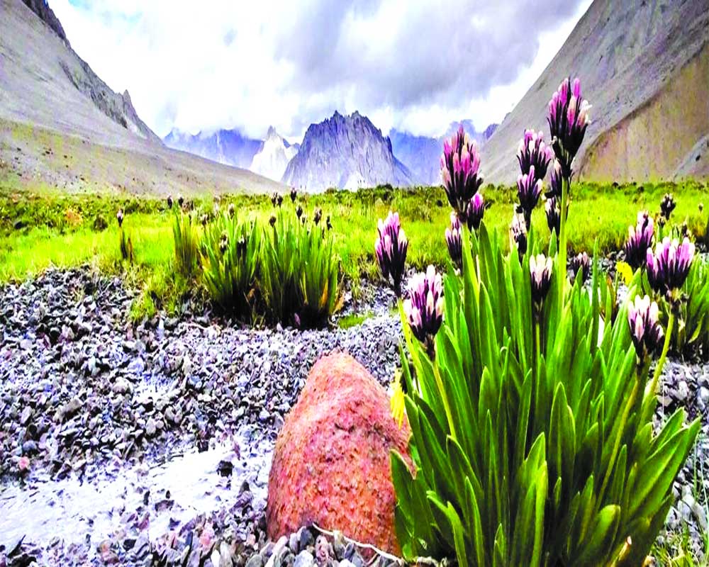 Aromatic plants perk up Leh-Ladakh farmers