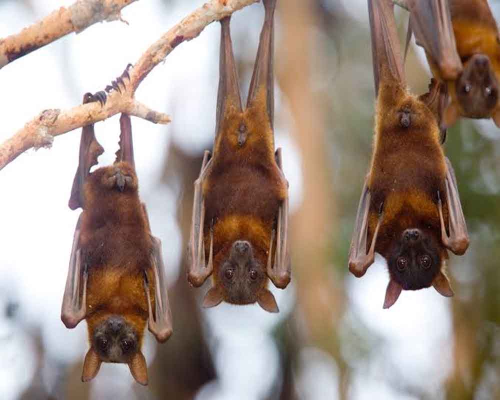 Bats in Nagaland may carry Ebola family of viruses: Study