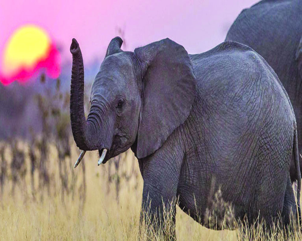 Climate to give jumbos Himalayan task