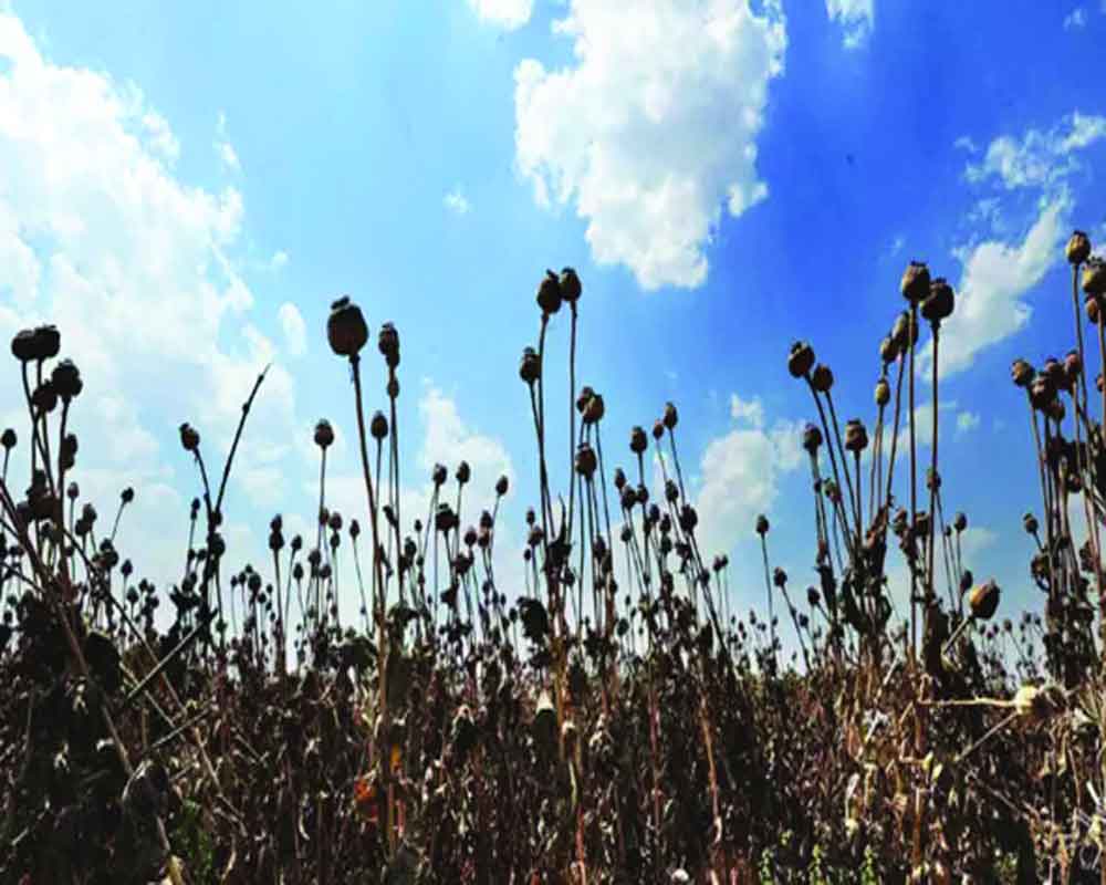 Drug demands revive opium cultivation
