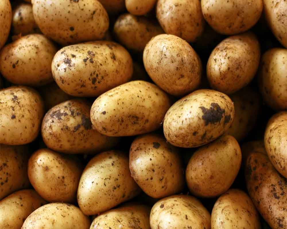 Eating potato as effective as carbohydrate gels: Study