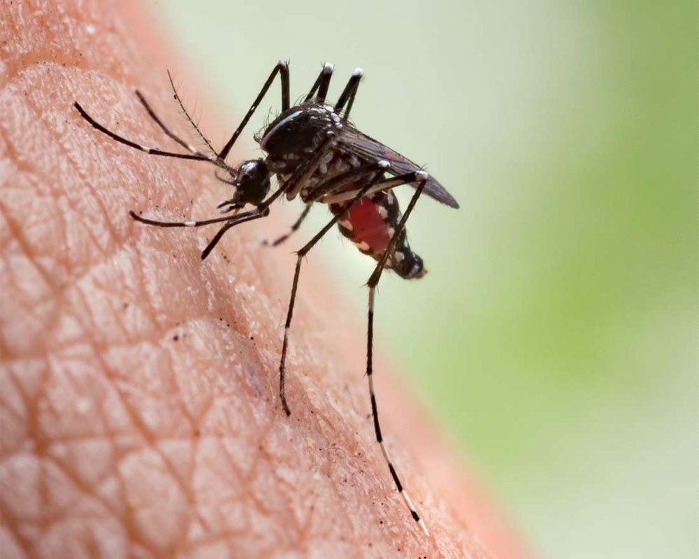 Experts call for newer tools, continued investments in R and D to eliminate malaria by 2030