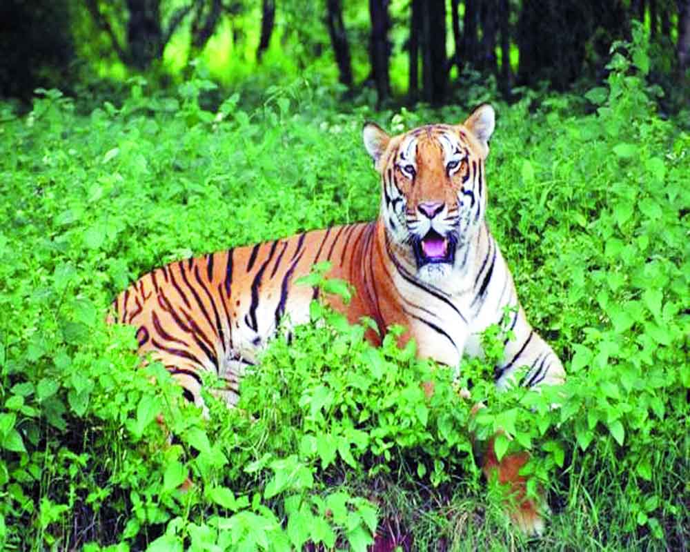 Fani fury on tigers in Odisha reserves to be studied