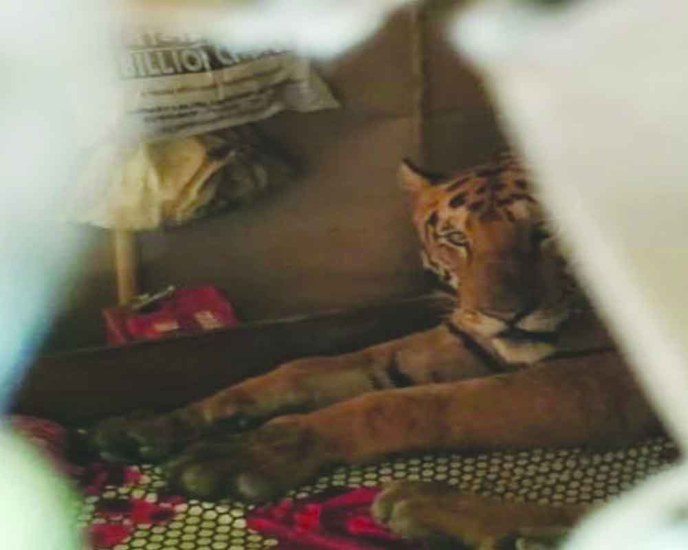 Flooded out, tiger finds ‘home’
