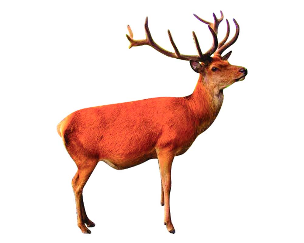 Global warming leads to rise in red deer population