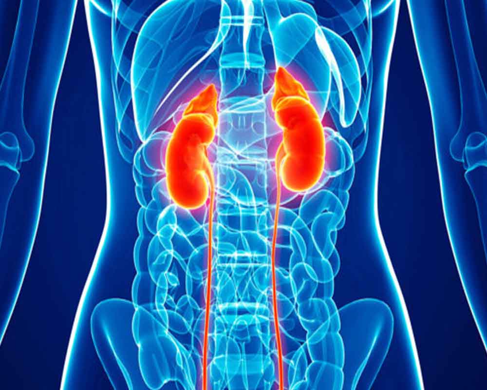 IIT Mandi's novel test can detect early signs of kidney damage