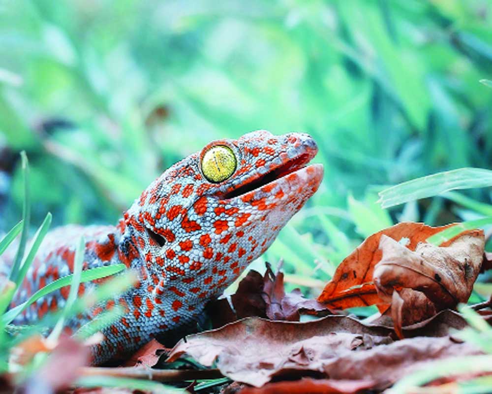 Indian lizards wonâ€™t end up as Chinese drugs