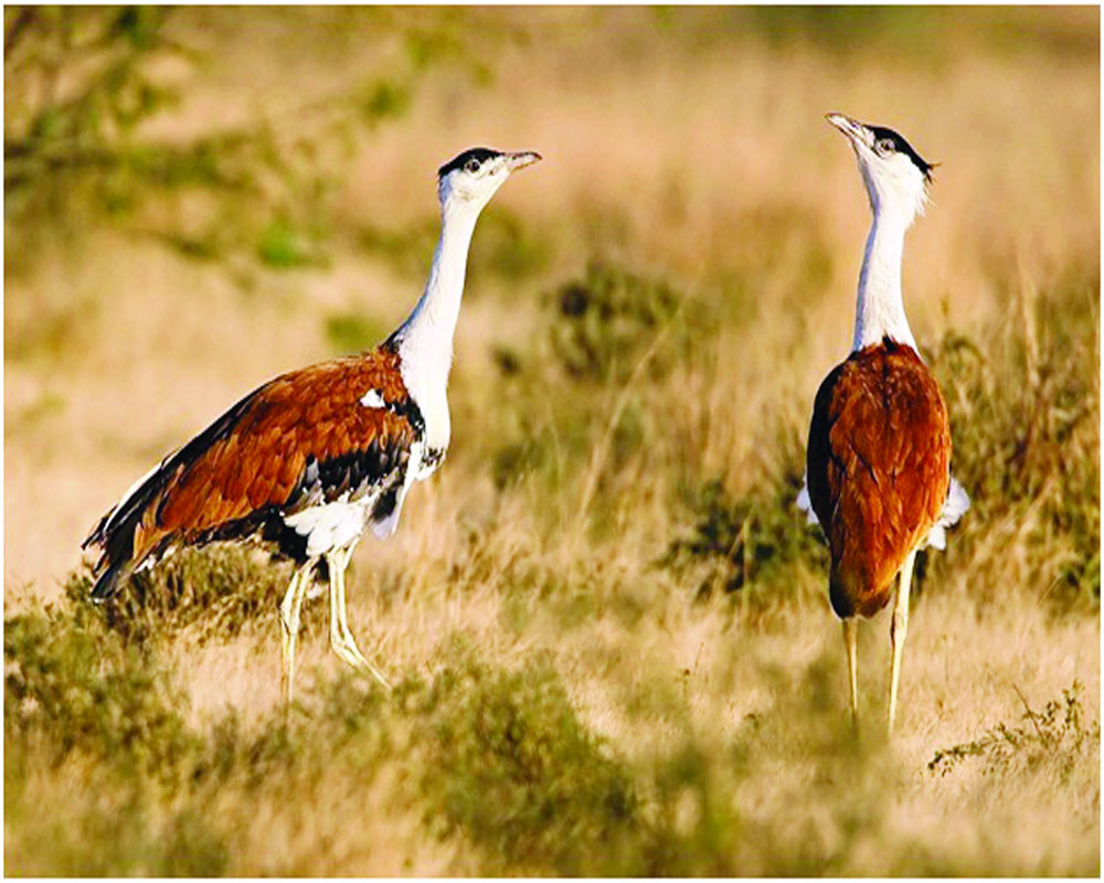 Making bustard great again