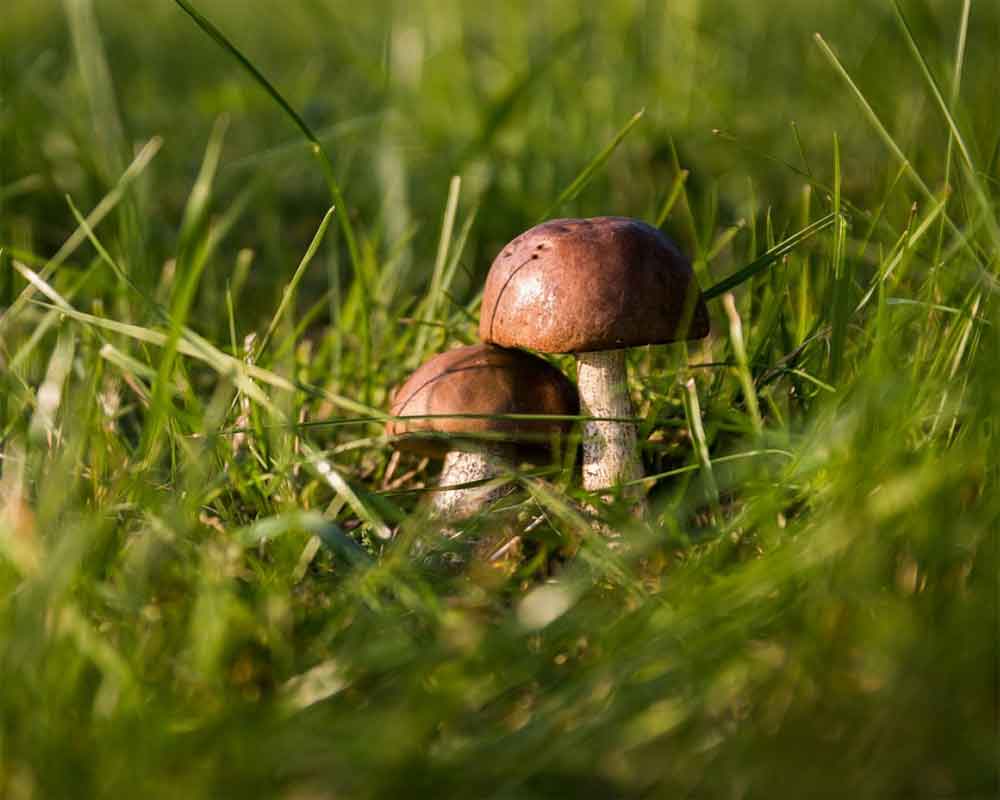 Mushrooms may prevent cognitive decline in elderly
