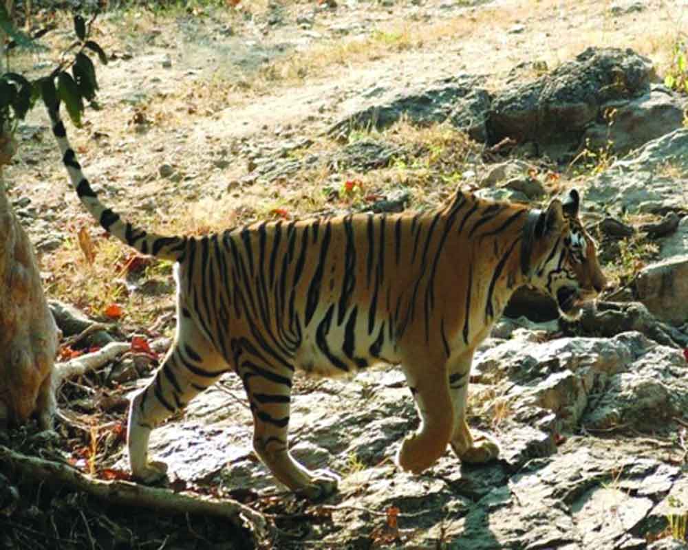 Pench Princess on record-breaking spree, proud mother of 8th litter