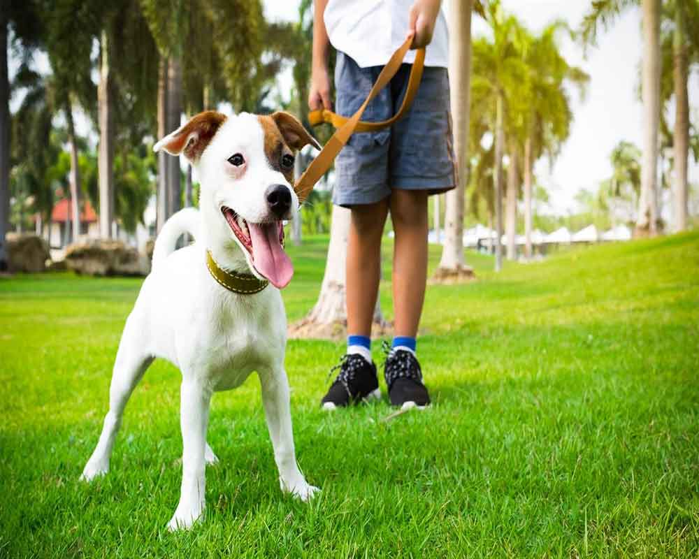 Petting dogs, cats may reduce stress in students