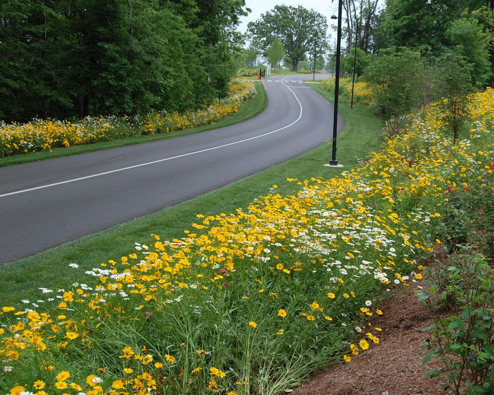 Planting roadside hedges may combat pollution exposure
