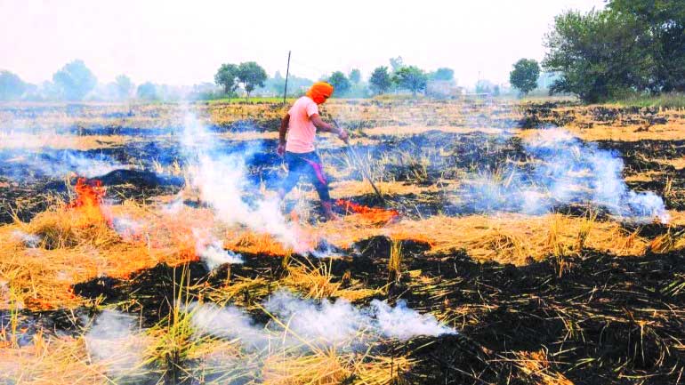 Punjab sees 50-fold decrease in farm fires