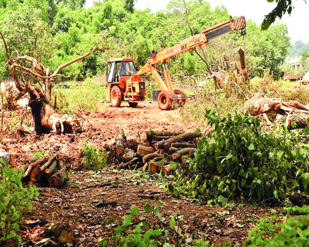 SC stays Aarey tree felling
