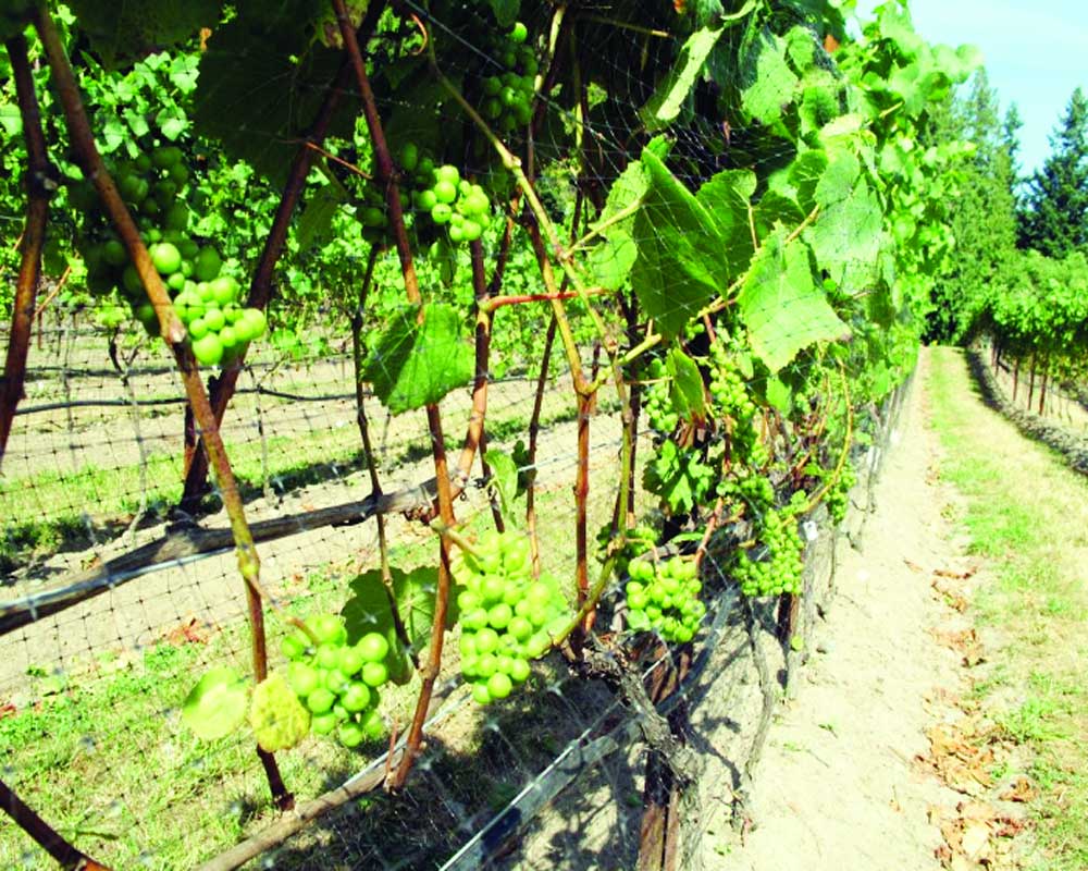 The three Ds of pruning