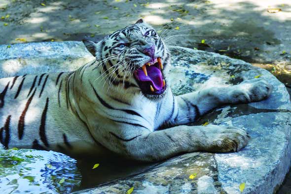Tiger dies in Delhi soon after relief panel named