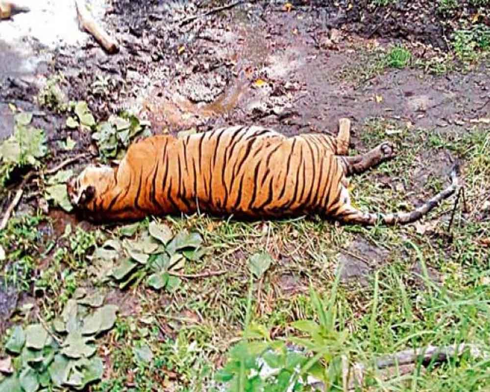 Tigress trapped, beaten to death by villagers in Pilibhit